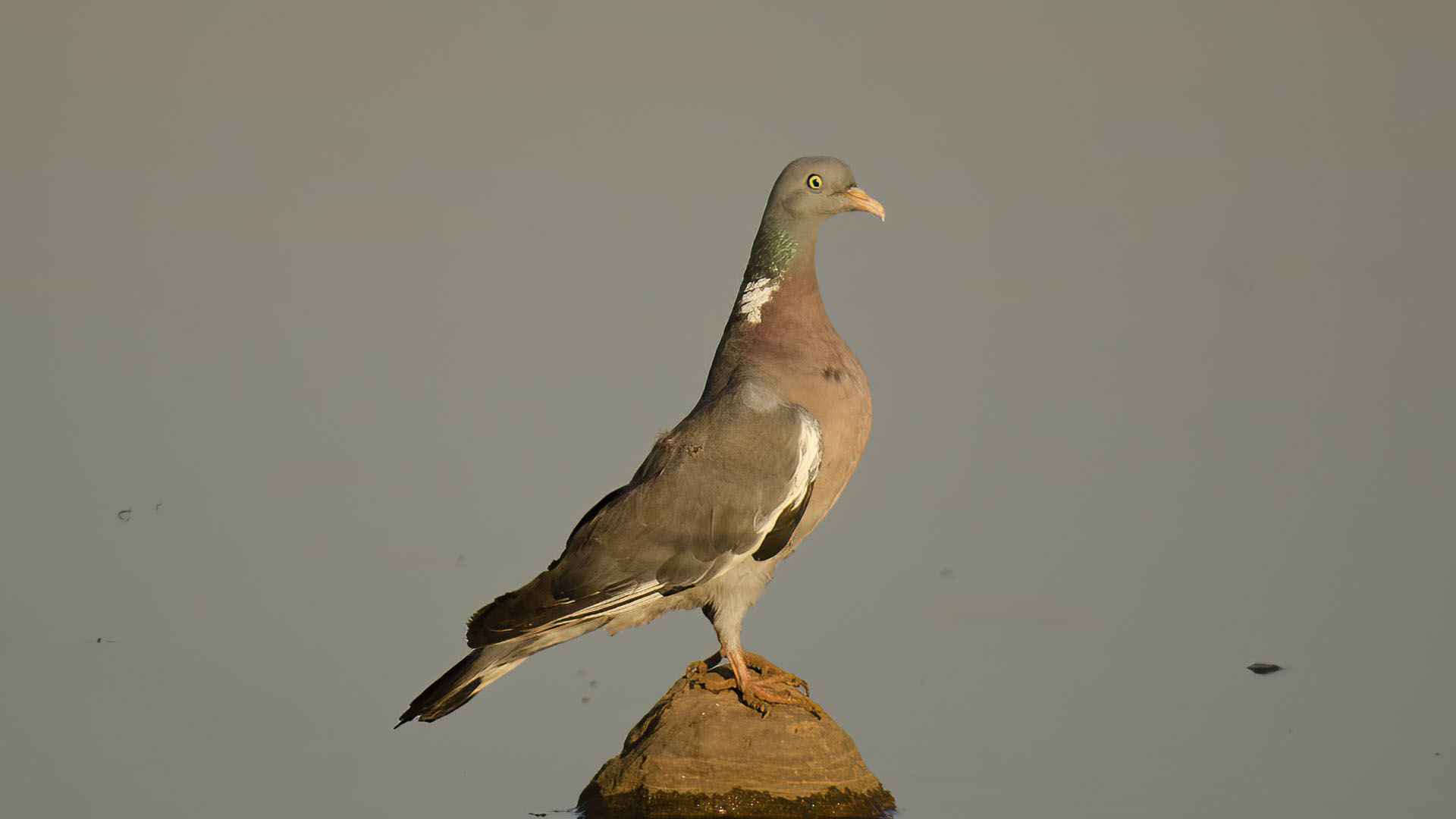 Common Wood-Pigeon
